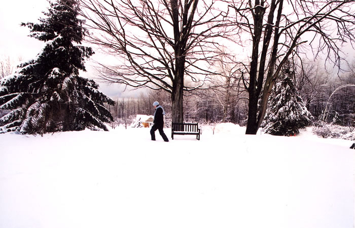 Winter walking meditation.